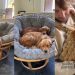 Golden Retriever Still Loves the Chair She Shared With Dad on Day One