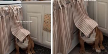 Dog Covers Only Face While Playing Hide & Seek With Owner
