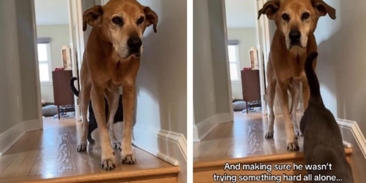 Cat Encourages & Helps Senior Dog To Get Down the Stairs
