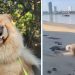 Dog Teaches Amazing Lessons on How To Slow Down & Enjoy Life