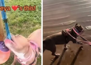 Rescue Dog Caged for Years Finds Forever Home After Owners’ Grand Gesture