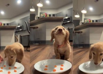 Tiny Dog Rushing To Munch on Carrot Cubes Melts Hearts