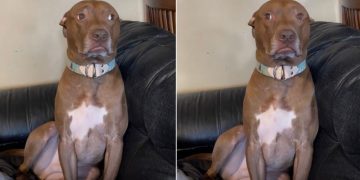 Dog Is Mom’s Baby & Reason Why She’s Yelling at Dad for Being ‘Mean’