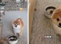 Dog’s Reaction to Cat Trying To Steal Food Is Hilarious