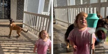 Dogs Joining Little Girl To Play With Bubbles Is Where Fun Meets Chaos