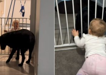 Labrador Gently Greeting Little Girl With Happy Tail Wags Is Pure BFF Energy