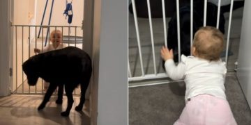 Labrador Gently Greeting Little Girl With Happy Tail Wags Is Pure BFF Energy