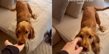 Owner Captures Puppy Being Upset With Her Bed