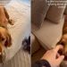Owner Captures Puppy Being Upset With Her Bed