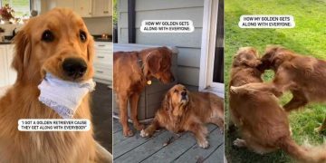 Golden Retriever Has a Unique Way of Getting Along With Everyone