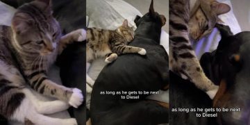 This Dog & Cat Have the Kind of Bond You Read About in Books