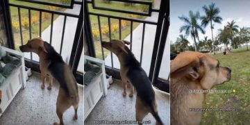 Rescue Dog’s ‘First Encounter With Horse’ Is Unexpectedly Adorable