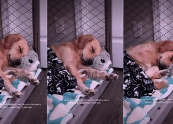 Dog’s Stretch & Tuck Move While Sleeping Is Internet’s New Happy Place
