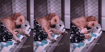 Dog’s Stretch & Tuck Move While Sleeping Is Internet’s New Happy Place