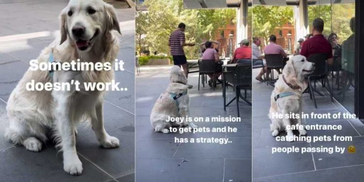Golden Retriever Has Perfect ‘Strategy’ for Getting Pets From Strangers