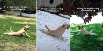 Owner Reveals Dog’s Strikingly Interesting Way of Stopping