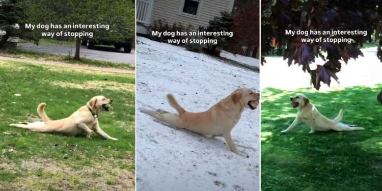 Owner Reveals Dog’s Strikingly Interesting Way of Stopping