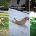 Owner Reveals Dog’s Strikingly Interesting Way of Stopping