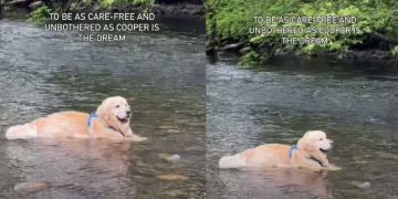 Dog Being ‘Care-Free’ While Relaxing in Water Is Life Goals