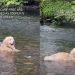 Dog Being ‘Care-Free’ While Relaxing in Water Is Life Goals