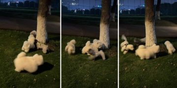 Puppy Goes Round & Round Around Tree With Furry Friends