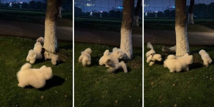 Puppy Goes Round & Round Around Tree With Furry Friends