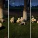 Puppy Goes Round & Round Around Tree With Furry Friends