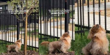 Dog Patiently Waits by Tree for the Bird She Saw That Morning