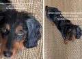 Dog Keeps Checking on Pregnant Mom, Refuses To Leave Her Like He Knows She Needs Him