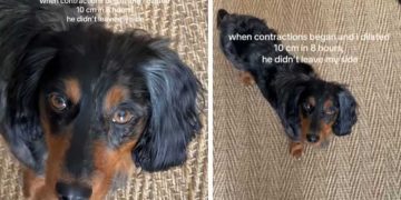 Dog Keeps Checking on Pregnant Mom, Refuses To Leave Her Like He Knows She Needs Him
