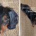 Dog Keeps Checking on Pregnant Mom, Refuses To Leave Her Like He Knows She Needs Him