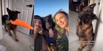 Owner Lists Down Ten Reasons One Needs German Shepherd