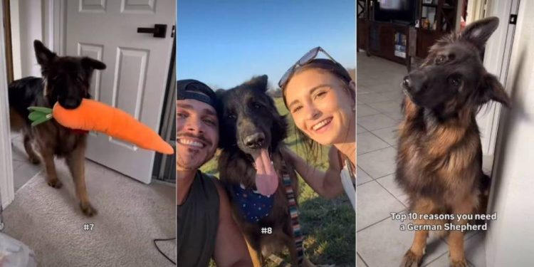 Owner Lists Down Ten Reasons One Needs German Shepherd
