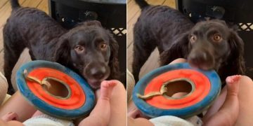 Sweet Dog Tries To Get Baby To Join Him for a Game of Frisbee