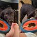 Sweet Dog Tries To Get Baby To Join Him for a Game of Frisbee