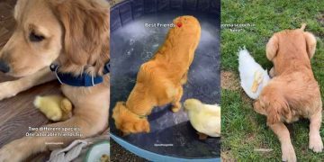 Dog Shares ‘Unlikely’ & ‘Sweetest’ Friendship With Duck