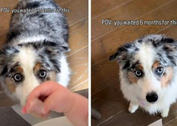 Dog Waited 6 Months for Baby to Finally Sneak Her Food