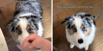 Dog Waited 6 Months for Baby to Finally Sneak Her Food