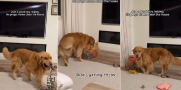 Golden Retriever Helps Pregnant Mom Clean the House, Puts Away His Toys