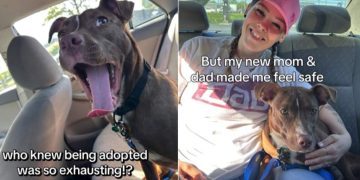 ‘Nervous’ Rescue Dog Isn’t Scared to Be Out in the World After Adoption