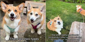 Owner Explains Striking Difference Between Two Corgi Siblings