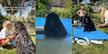Dogs Get Ultimate Pool Upgrade Just in Time for Summer