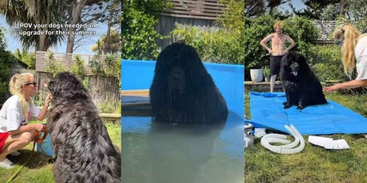Dogs Get Ultimate Pool Upgrade Just in Time for Summer