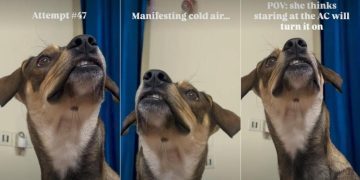 Dog Tries To Turn on AC Using Nothing but Eye Contact