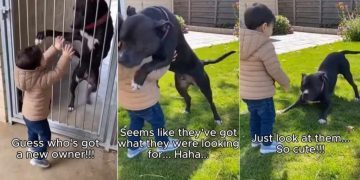Rescue Dog’s Instant Bond With Little Boy Becomes the Reason She Finds a Home