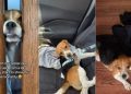 Rescue Dog Saved From Lab Finally Starts Being Himself With Foster Mom