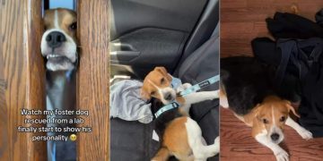 Rescue Dog Saved From Lab Finally Starts Being Himself With Foster Mom