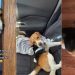 Rescue Dog Saved From Lab Finally Starts Being Himself With Foster Mom