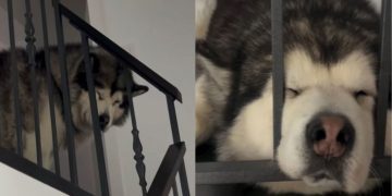 Dog Is Too Sleepy To Come Down Stairs To Go for Walk