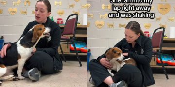 Rescue Dog Wouldn’t Stop Crying Because She Needed To Know She Wasn’t Alone